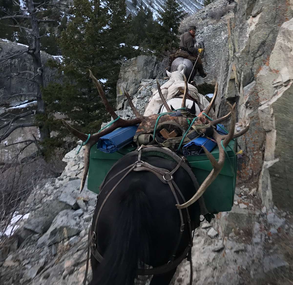 Wapiti Ridge Outfitters ELK Photo Gallery
