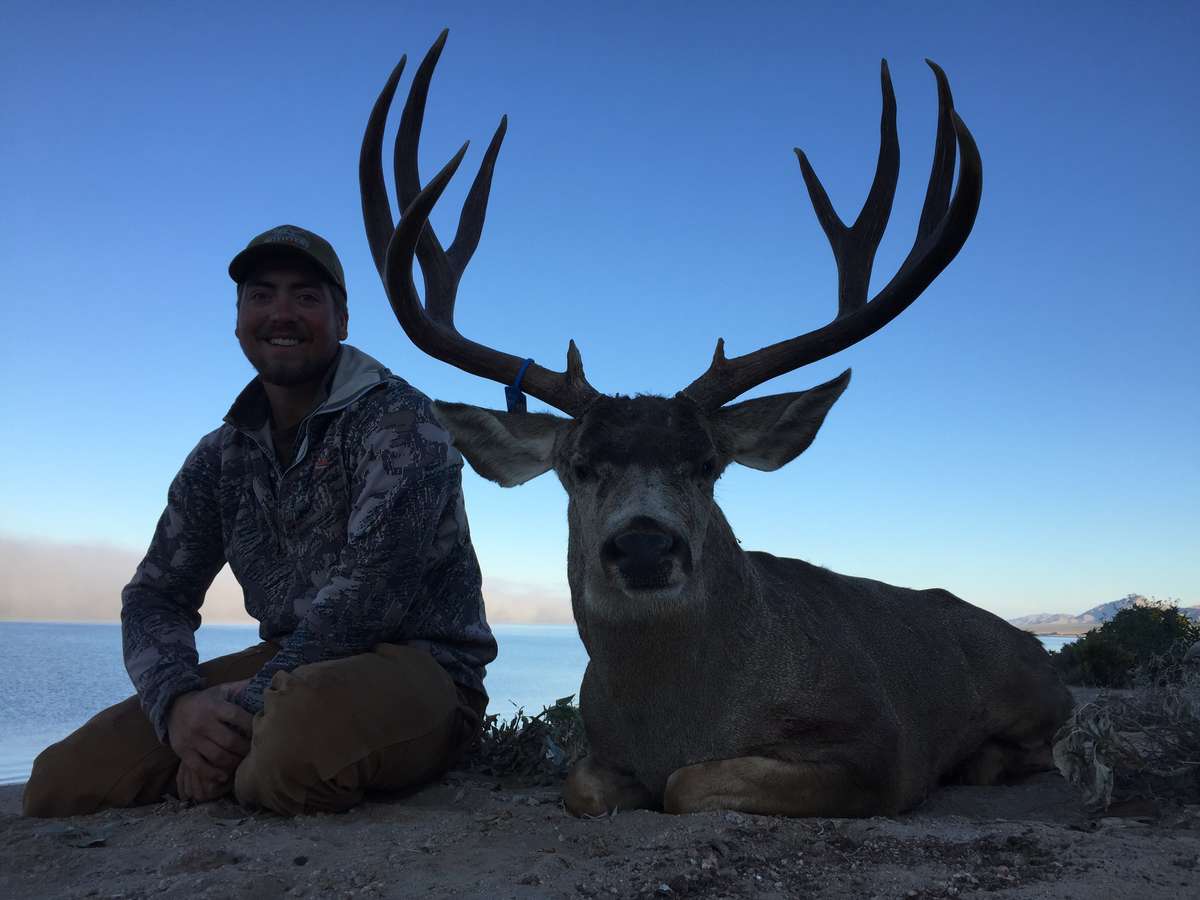 High Country Mule Deer